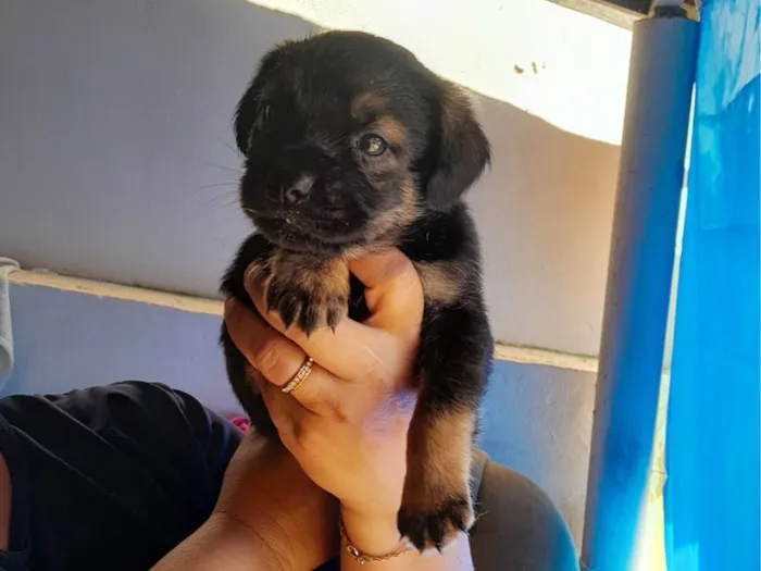 Cachorro ra a SRD-ViraLata idade Abaixo de 2 meses nome são 2 machos e uma femea e estão sem nome ainda