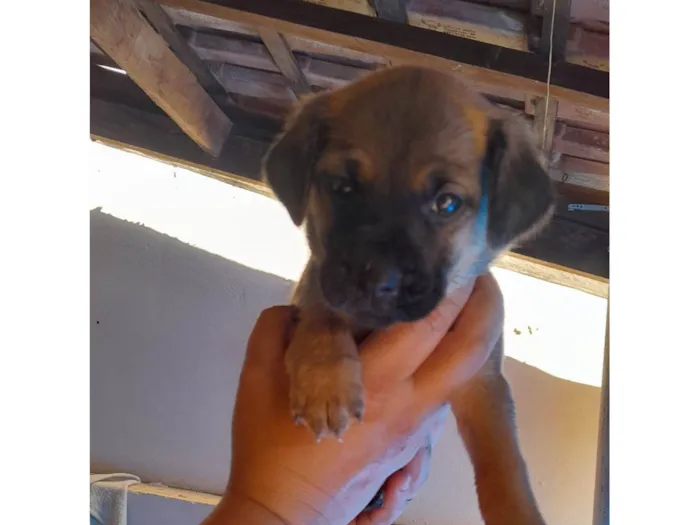 Cachorro ra a SRD-ViraLata idade Abaixo de 2 meses nome são 2 machos e uma femea e estão sem nome ainda