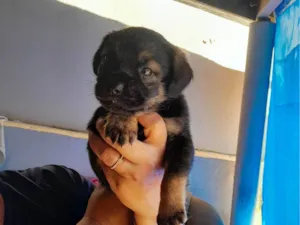 Cachorro raça SRD-ViraLata idade Abaixo de 2 meses nome são 2 machos e uma femea e estão sem nome ainda