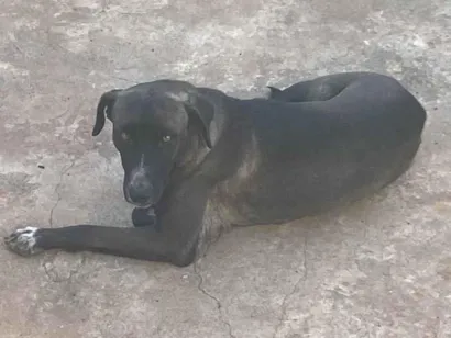Cachorro raça Fila idade 1 ano nome Fumaça 