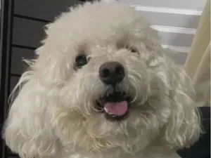 Cachorro raça Poodle idade Abaixo de 2 meses nome Eskimó