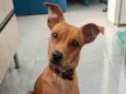 Amora