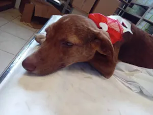 Cachorro raça SRD-ViraLata idade 1 ano nome jademel