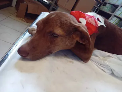 Cachorro raça SRD-ViraLata idade 1 ano nome jademel