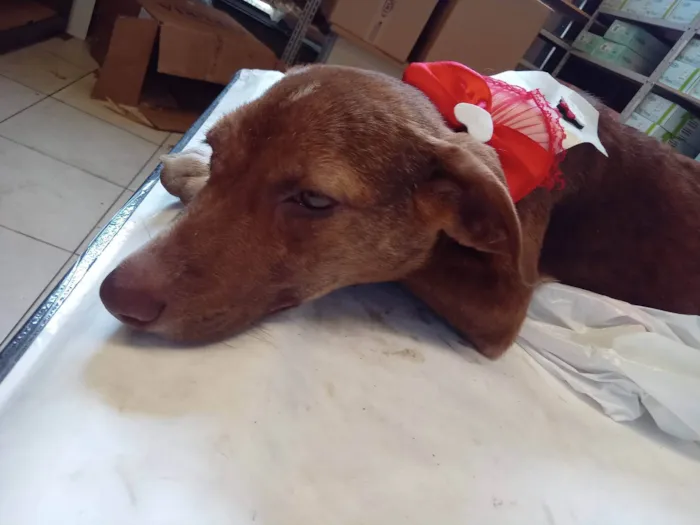 Cachorro ra a SRD-ViraLata idade 1 ano nome jademel