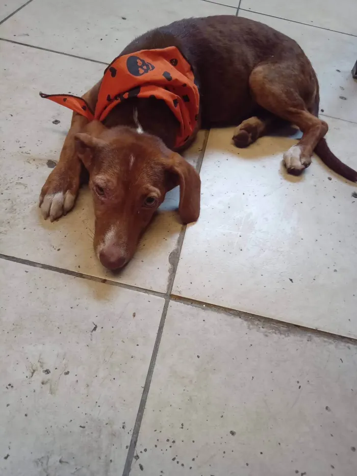 Cachorro ra a SRD-ViraLata idade 1 ano nome jademel