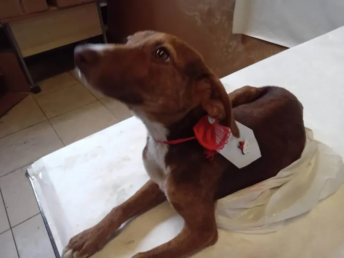 Cachorro ra a SRD-ViraLata idade 1 ano nome jademel