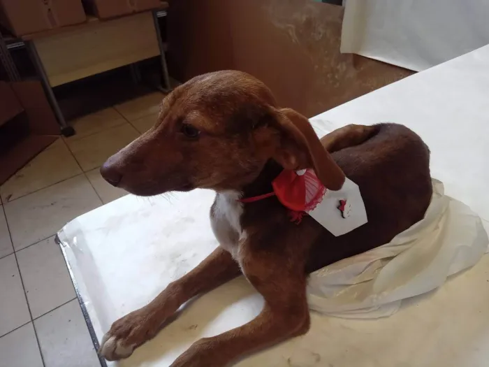 Cachorro ra a SRD-ViraLata idade 1 ano nome jademel
