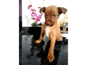 Cachorro raça SRD-ViraLata idade Abaixo de 2 meses nome Chocolate 