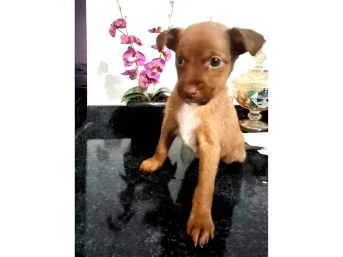 Cachorro ra a SRD-ViraLata idade Abaixo de 2 meses nome Chocolate
