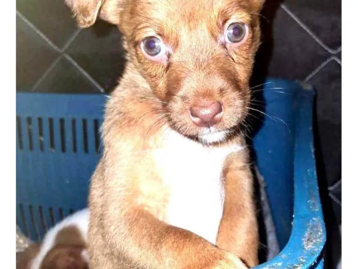 Cachorro ra a SRD-ViraLata idade Abaixo de 2 meses nome Chocolate 
