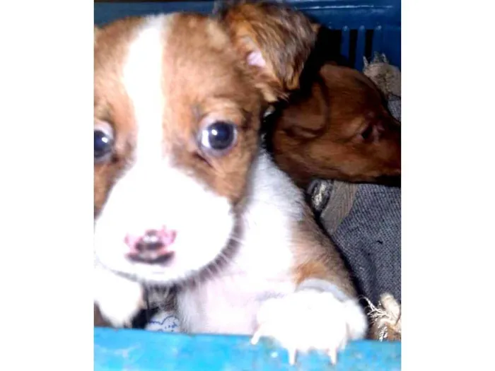 Cachorro ra a SRD-ViraLata idade Abaixo de 2 meses nome Lup