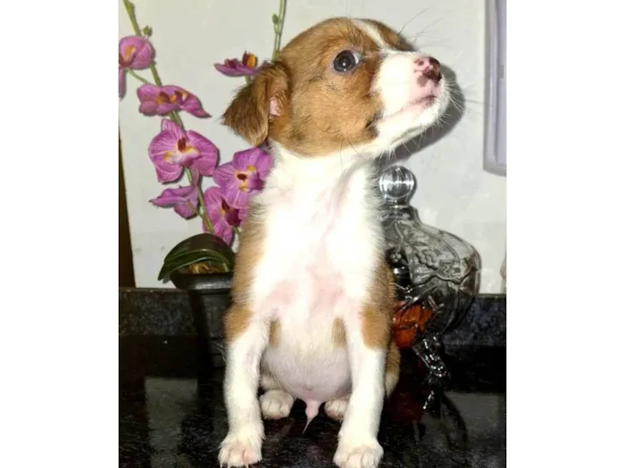 Cachorro ra a SRD-ViraLata idade Abaixo de 2 meses nome Lup