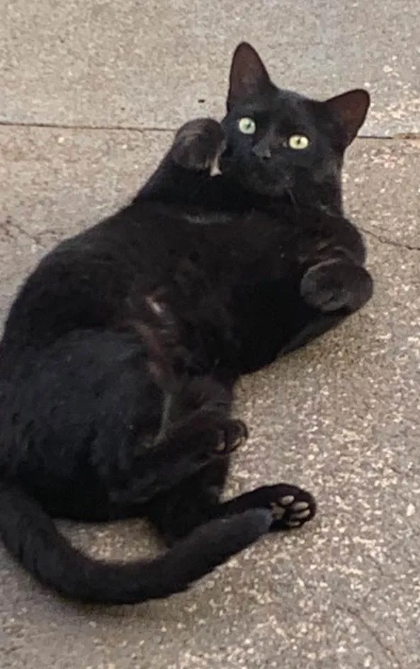 Gato ra a SRD-ViraLata idade 2 a 6 meses nome Flow