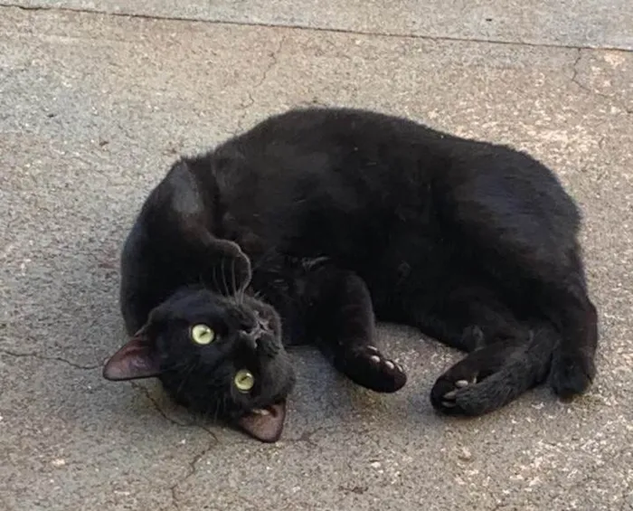 Gato ra a SRD-ViraLata idade 2 a 6 meses nome Flow