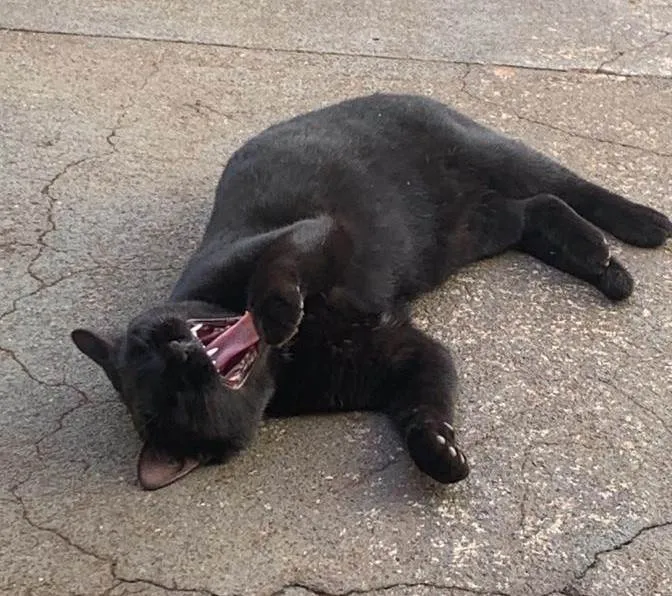 Gato ra a SRD-ViraLata idade 2 a 6 meses nome Flow