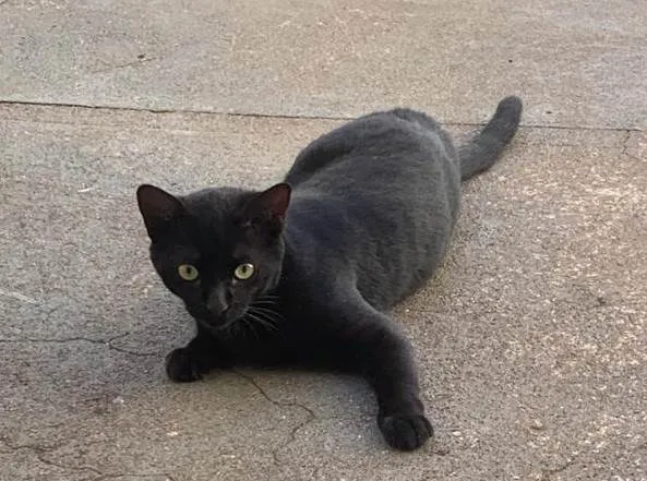 Gato ra a SRD-ViraLata idade 2 a 6 meses nome Flow