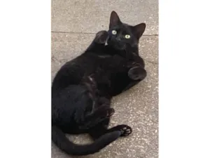 Gato raça SRD-ViraLata idade 2 a 6 meses nome Flow