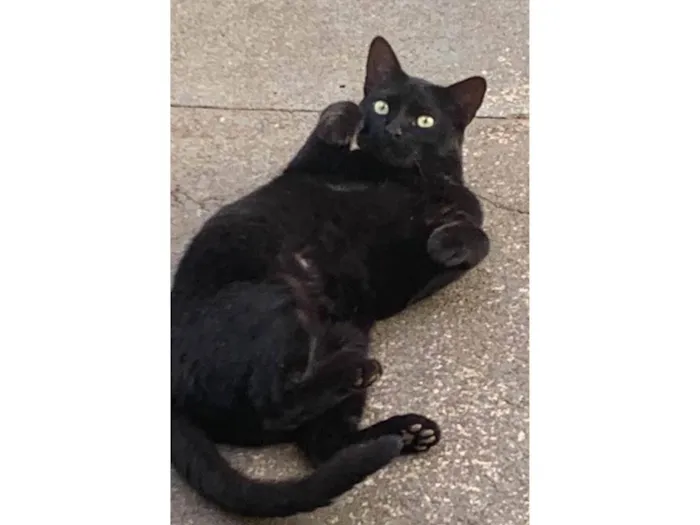 Gato ra a SRD-ViraLata idade 2 a 6 meses nome Flow