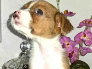 Cachorro raça SRD-ViraLata idade Abaixo de 2 meses nome Lup
