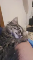 Michelangelo