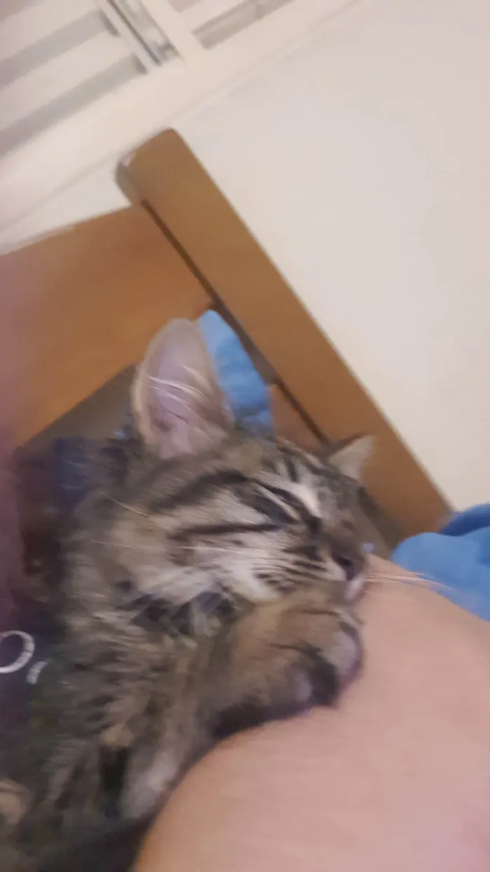 Gato ra a Toyger idade Abaixo de 2 meses nome Michelangelo