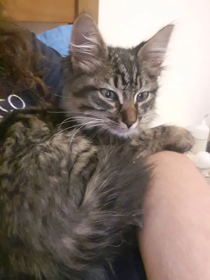 Gato ra a Toyger idade Abaixo de 2 meses nome Michelangelo