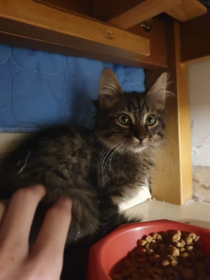 Gato ra a Toyger idade Abaixo de 2 meses nome Michelangelo