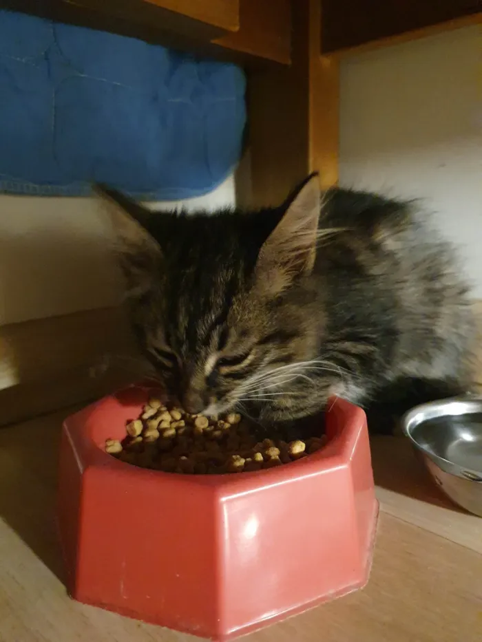 Gato ra a Toyger idade Abaixo de 2 meses nome Michelangelo