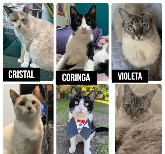Gato ra a SRD-ViraLata idade 5 anos nome Coringa e cristal e violeta 