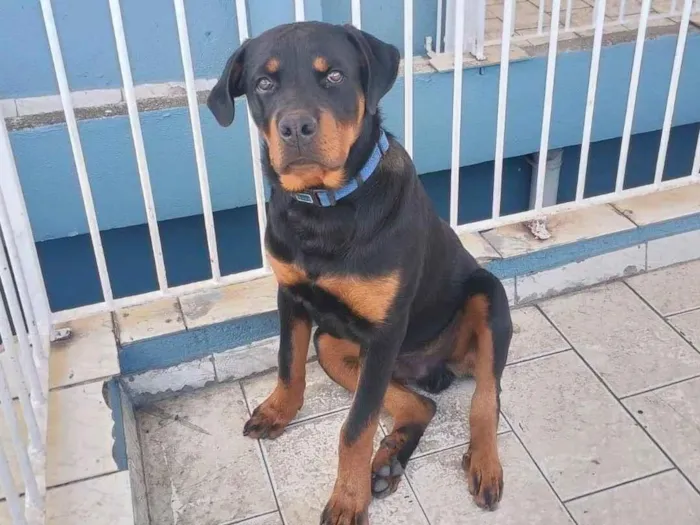 Cachorro ra a Rottweiler idade 7 a 11 meses nome APOLLO