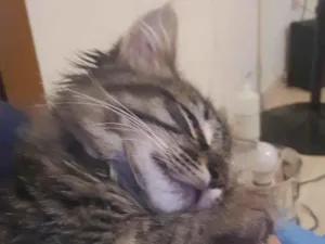Gato raça Toyger idade Abaixo de 2 meses nome Michelangelo