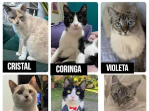 Gato raça SRD-ViraLata idade 5 anos nome Coringa e cristal e violeta 