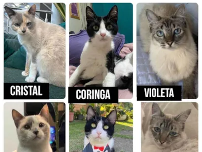 Gato raça SRD-ViraLata idade 5 anos nome Coringa e cristal e violeta 