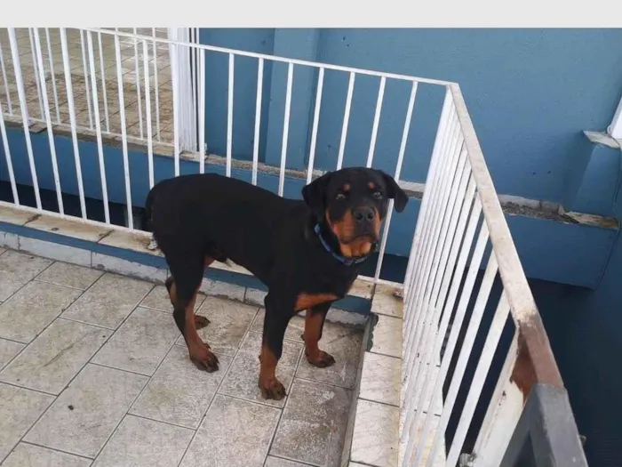 Cachorro ra a Rottweiler idade 7 a 11 meses nome APOLLO
