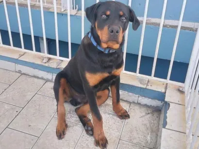 Cachorro raça Rottweiler idade 7 a 11 meses nome APOLLO