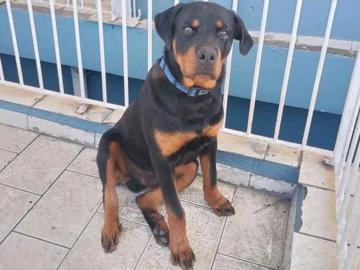 Cachorro ra a Rottweiler idade 7 a 11 meses nome APOLLO