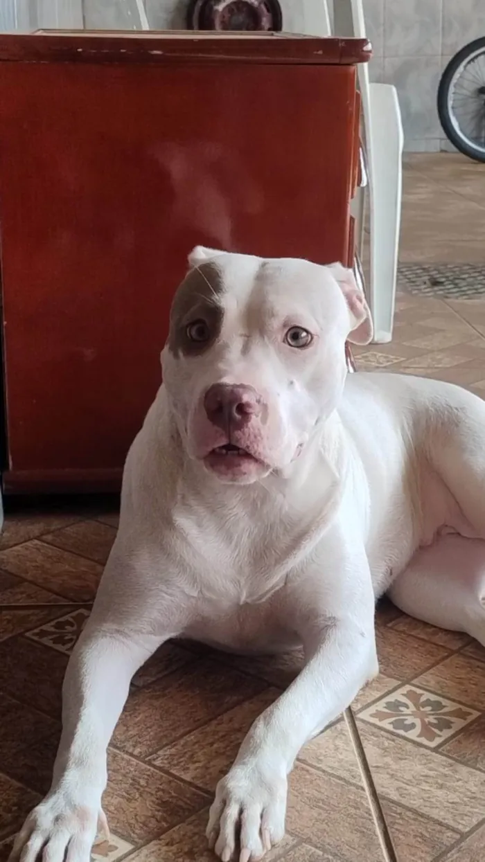 Cachorro ra a Pit-Bull idade 1 ano nome Bela