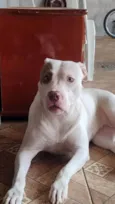 Bela