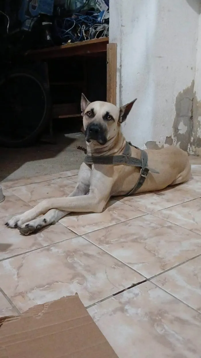 Cachorro ra a SRD-ViraLata idade 2 anos nome Thor