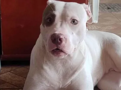 Cachorro raça Pit-Bull idade 1 ano nome Bela