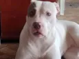 Bela
