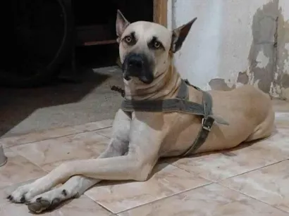 Cachorro raça SRD-ViraLata idade 2 anos nome Thor