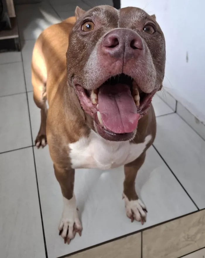 Cachorro ra a Pit-Bull idade 6 ou mais anos nome Nasus