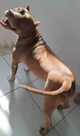 Nasus