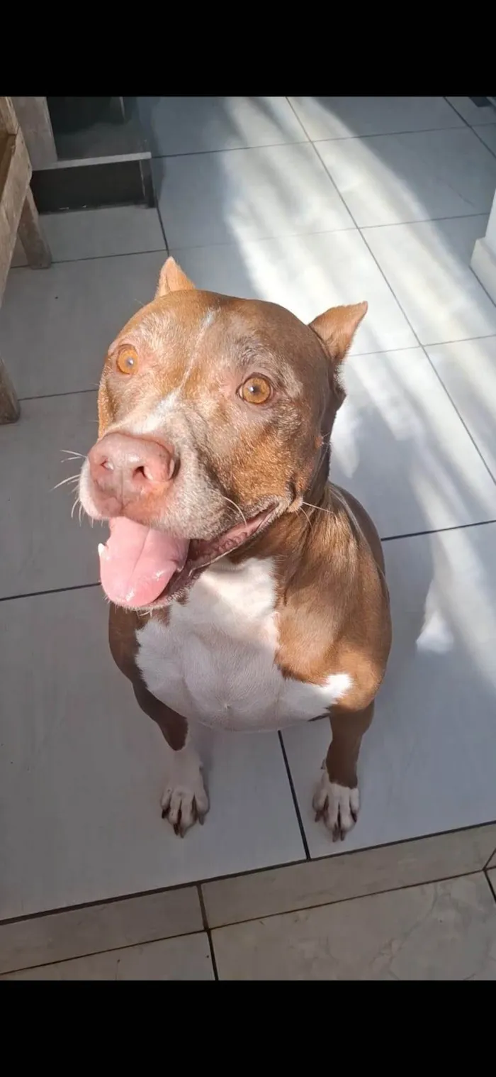 Cachorro ra a Pit-Bull idade 6 ou mais anos nome Nasus