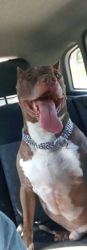 Cachorro ra a Pit-Bull idade 6 ou mais anos nome Nasus