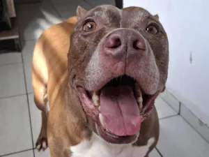 Cachorro raça Pit-Bull idade 6 ou mais anos nome Nasus