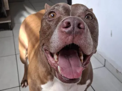 Cachorro raça Pit-Bull idade 6 ou mais anos nome Nasus