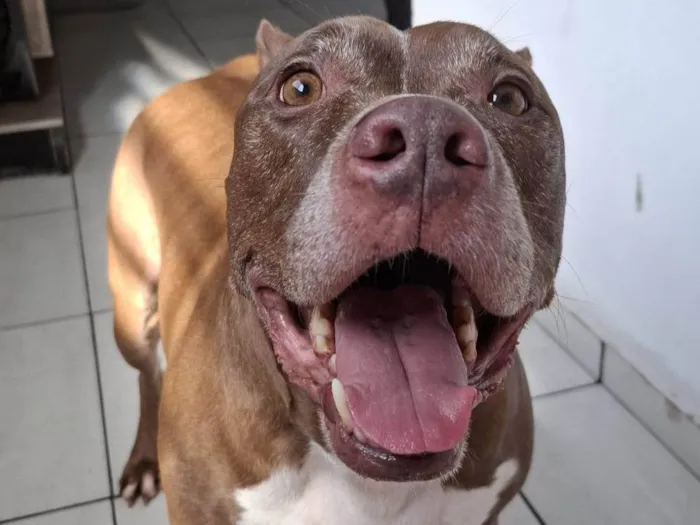 Cachorro ra a Pit-Bull idade 6 ou mais anos nome Nasus